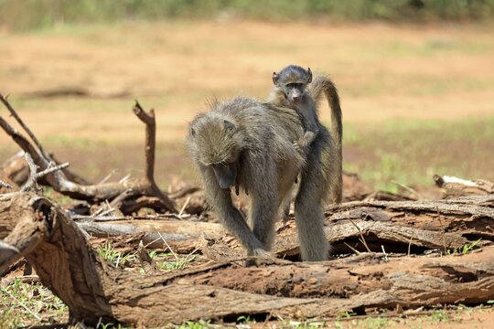 Bear baboon (Papio ursinus), Chakma baboon, adult, female, running, foraging, young, on its mother's back, sitting, childhood, Kruger National Park, Kruger National Park, South Africa