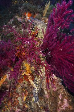 A Mediterranean moray eel (Muraena helena) meanders through colourful corals and marine vegetation, dive site Giens Peninsula, Mediterranean Sea, Porquerolles, Provence, C&ocirc;te d'Azur, France