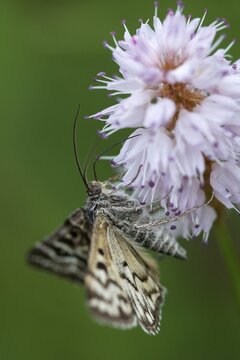 Callistege mi, Euclidia mi, owl butterfly, mother Shipton moth, noctuidae, checktageule, butterfly, high size, portrait format, insects, moths, moths, moths, moths, butterfly