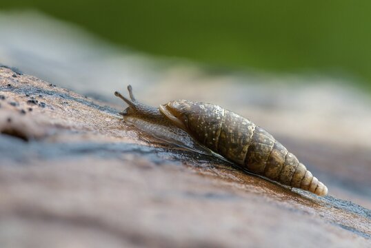 Cochlodina laminata, smooth sphinge, plaited door snail, gastropod, mollusca, snails, molluscs