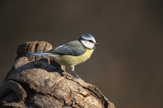 Blue tit, parus caeruleus, birds, tits, passeri, songbirds, songbirds, tits, birds