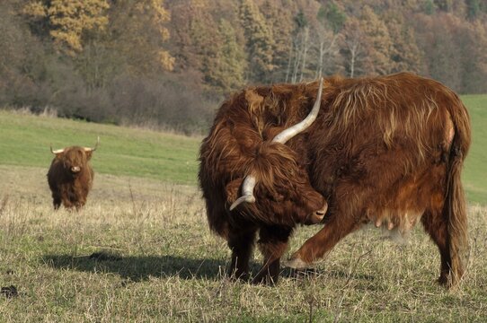 Artiodactyla, bos primigenius f. taurus, even-toed ungulate, highland cattle, kyloe, cloven-hoofed, Scottish highland cattle, domesticated animals, extensive grazing, pet, highland cattle, mammals, cattle, mammals, wild pastures