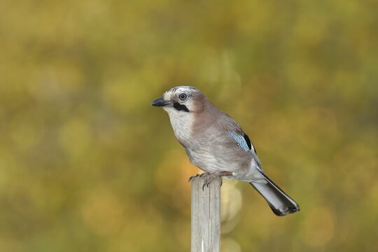 Eurasian jay (Garrulus glandarius), sitting on a post in the garden, Wilden, North Rhine-Westphalia, Germany