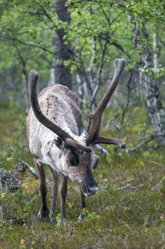 Artiodactyla, even-toed ungulate, Finland, cloven-hoofed, rangifer tarandus, reindeer, reindeer, mammals, mammals