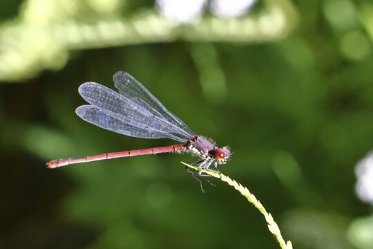 A blue-tailed damselfly (Pyrrhosoma nymphula) perched on a fern, Wilnsdorf, North Rhine-Westphalia, Germany