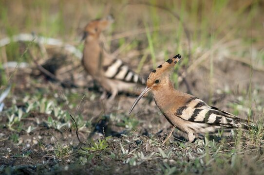 Brandenburg, Germany, Hoopoe, Nabu, national natural heritage, Gr&uuml;nhaus natural paradise, upupa epops, hoopoe, post-mining landscape, birds, green house, upupidae, birds