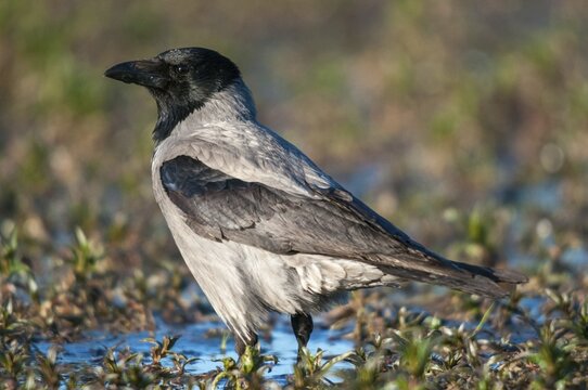 Corvus cornix, hooded crow, misty crow, bath, birds, corvidae family of birds, passeri, corvids, songbirds, watering place