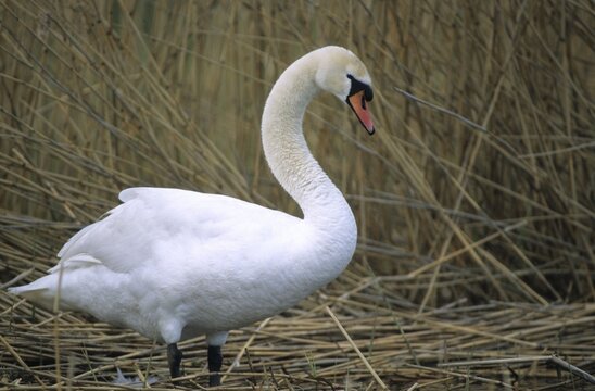 Cygnus olor, mute swan, anatidae, birds, duckbirds, mute swan, swans, swans, swans, birds, waterbirds, waterbirds