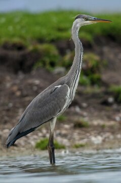 Ardea cinerea, heron, gray heron, birds, ciconiiformes, high size, portrait, heron, walking birds, wading birds, birds