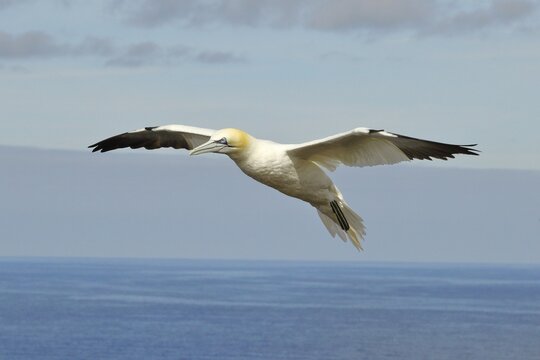 Northern gannet (Morus bassanus), flying, Heligoland, Schleswig-Holstein, Germany
