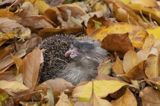 European hedgehog (Erinaceus europaeus) adult animal resting on a pile of autumn colour tree leaves, England, United Kingdom