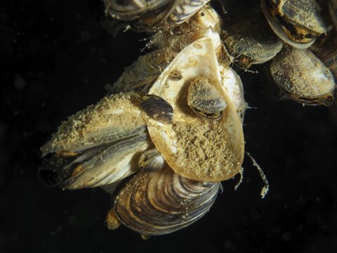 Close-up of Quagga zebra mussels (Dreissena rostriformis bugensis), an invasive species, underwater, at the Wildsau dive site, Berlingen, Lake Constance, Switzerland, Germany