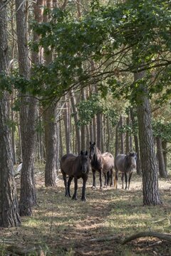 Barnim, Brandenburg, Equus Caballus, FFH area, Finow Valley, Finowtal-Pregnitzflie&szlig;, Germany, domestic horse, Natura 2000, Barnim nature park Park, odd-toed ungulates, perissodactyla, grazing, grazing, pet, high size, portrait mode, horses, landscape, mammals, nature reserve, nature reserve, horses, summer, mammals, ungulates, forest pasture