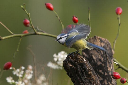 Blue tit, parus caeruleus, birds, tits, passeri, songbirds, songbirds, tits, birds