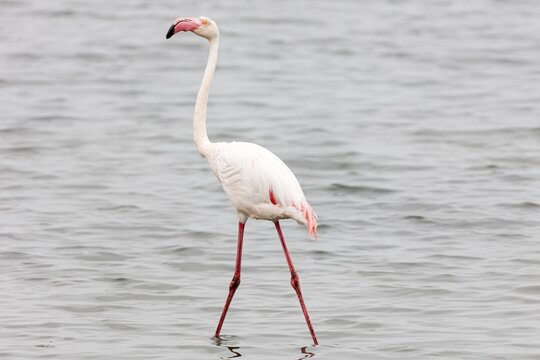 Flamingos (Phoenicopteridae), Namibia