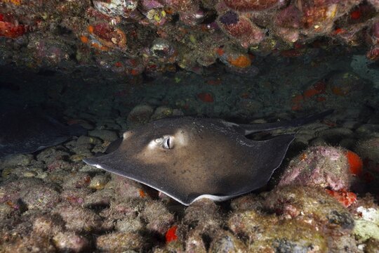 Spiny ray, round stingray (Taeniura grabata), hiding amongst rocks on the seabed, Pasito Blanco Reef dive site, Arguinegu&iacute;n, Gran Canaria, Spain, Atlantic Ocean