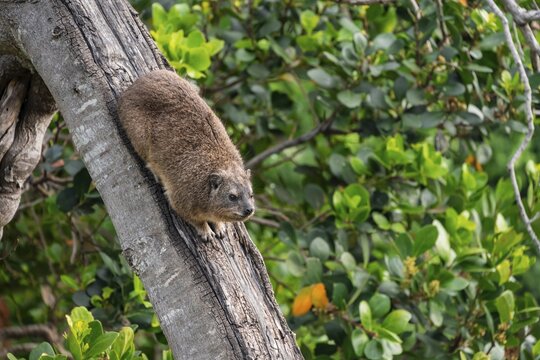 Steppe forest tree hog or southern tree hog (Dendrohyrax arboreus) climbing a tree, South Africa