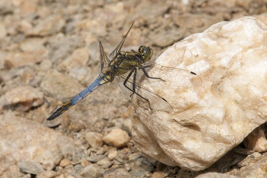 Black-tailed skimmer, big blue arrow, orthetrum cancellatum, anisoptera, damselflies, dragonflies, extremadura, insects, dragonflies, odonata, Spain