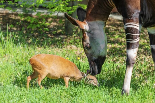 Best friends. An okapi (Okapia johnstoni) licks a Red Forest Duiker (Cephalophus natalensis) on a green meadow on a sunny day