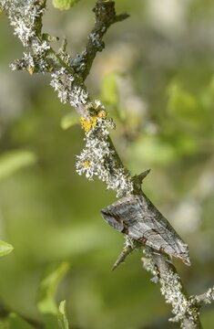 Aplocera plagiata, defoliating moth, large St. John's wort tensioner, St. John's wort inchworm, camouflage, high size, portrait format, insects, moths, moths, butterflies, camouflage, treble bar