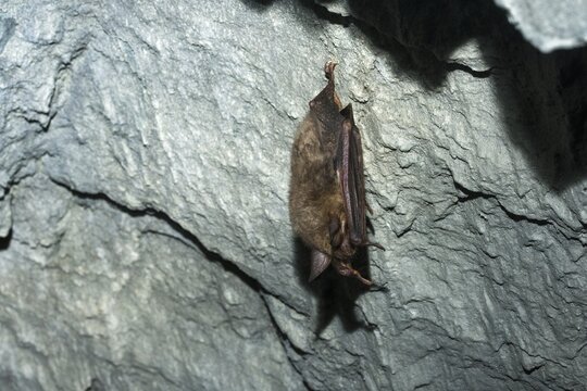 Greater mouse-eared bat, mouse-ear, myotis myotis, bats, chiroptera, bats, mammals, mammals, winter sleep, hibernation