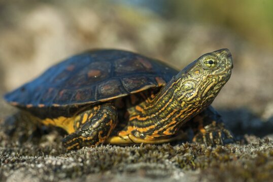 Mauremys leprose, Moorish brook turtle, Spanish water turtle, Spanish terrapin, critters, extremadura, reptilia, reptiles, turtles, Spain, tortoise, turtles