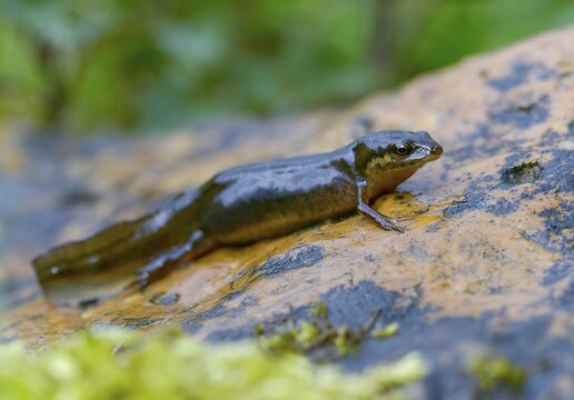 Lissotriton vulgaris, smooth newt, triturus vulgaris, amphibians, amphibians, country traditional costume, amphibians