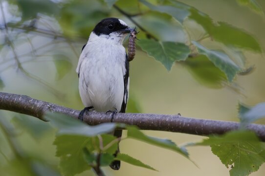Collared flycatcher, ficedula albicollis, collared snapper, birds, passeri, songbirds, birds