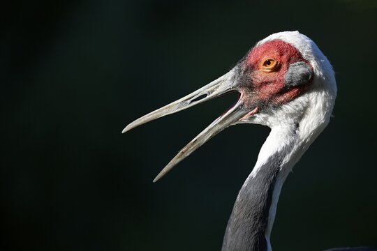 White-naped crane (Grus vipio), animal portrait, captive, Germany