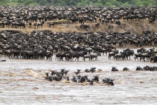 The Great Migration, Huge herds of wilderbeast (Connochaetes taurinus) crossing the Mara river and swimming to the other side, Serengeti Nationalpark, Tanzania