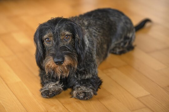 Rough-haired dachshund, male, lying on parquet floor, Stuttgart, Baden-W&uuml;rttemberg, Germany