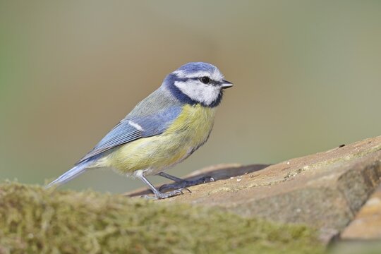 Blue tit (Parus caeruleus), sitting on a stone on the forest floor, Wilnsdorf, North Rhine-Westphalia, Germany