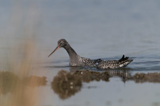 Dark water strider, spotted redshnak, tringa erythropus, birds, charadriiformes, limicoles, snipe birds, scolopacidae, birds, waders, waders