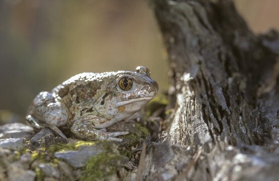 Common spadefoot, garlic toad, pelobates fuscus, amphibians, amphibians, amphibians, amphibians