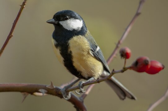 Great tit, great tit, parus major, autumn, birds, autumn, tits, passeri, songbirds, songbirds, tits, birds