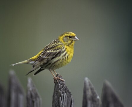 European Serin, serine, serinus serinus, birds, garden fence, garden fence, male, passeri, songbirds, birds