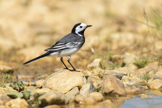 Wagtail, Motacilla Alba, White Wagtail, Bath, Bird Bath, Birds, Passeri, Songbirds, Potion, Birdbath, Birds, Watering Place