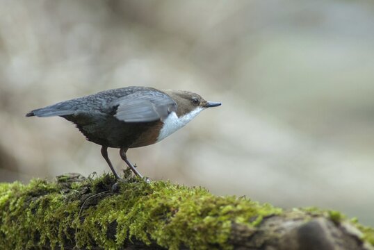 Cinclus cinclus, dippers, dippers, courtship behavior, birds, courtship display, female, passeri, songbirds, birds, female