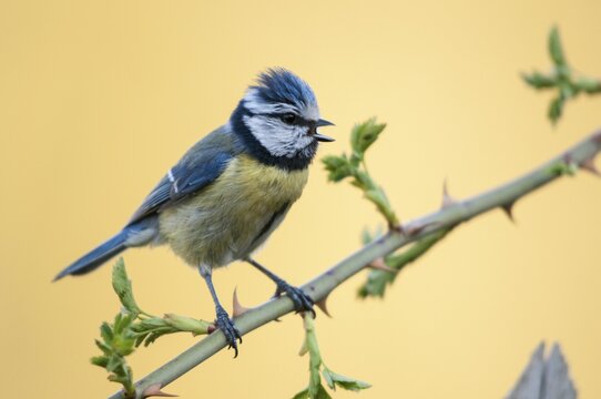 Blue tit, parus caeruleus, birds, song, tit, passeri, singing, songbirds, songbirds, tits, birds