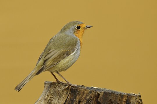 European robin (Erithacus rubecula) sitting on a tree stump, Wilden, North Rhine-Westphalia, Germany