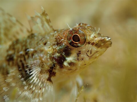 Red pointed blenny (Tripterygion tripteronotus), blenny, dive site Cap de Creus, Cadaques, Costa Brava, Spain, Mediterranean Sea