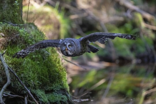 One great grey owl (Strix nebulosa) flying through a forest