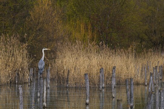 Grey heron (Ardea cinerea) sitting on a post, bird sanctuary, reeds, shore, Max-Eyth-See, Hofen, Stuttgart, Baden-W&uuml;rttemberg, Germany