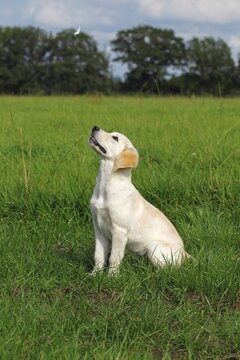 Golden Retriever (Canis lupus familiaris) puppy, three months, observing a flying feather on a meadow