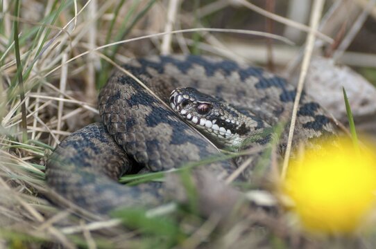 European adder, European viper, venomous snake, vipera berus, critters, poisonous reptilia, reptilia, snakes, snakes