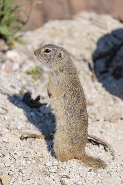 An adult European ground squirrel (Spermophilus citellus) stands upright on a sunny day in rocky terrain. Austria