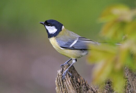 Great tit, great tit, parus major, birds, tits, passeri, songbirds, songbirds, tits, birds