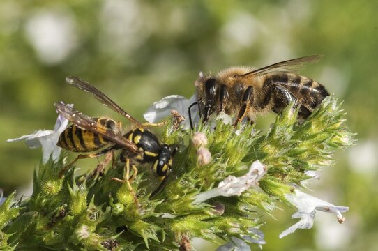 Apidae, Apis Mellifera, bees, real wasps, European honey bee, European honey bee, common wasp, hymenoptera, short-headed wasps, vespula vulgaris, western honey bee, yellow jacket, common wasp, wrinkle wasps, honey bee, honey bee, insects, wasp, wasp, wild bees