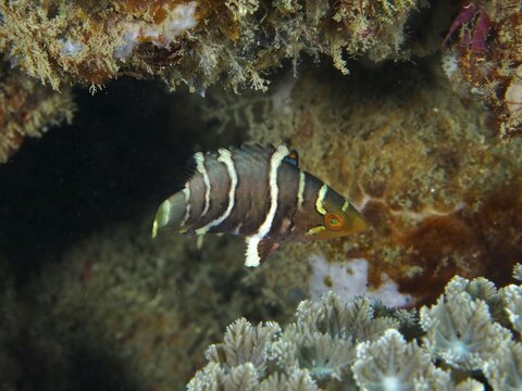 A colourful fish with distinctive stripes, red-breasted wrasse (Cheilinus fasciatus) juvenile, swimming between corals under water. Dive site Pidada, Penyapangan, Bali, Indonesia