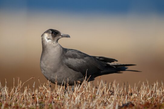 Arctic hunter, arctic skua, arctic tern, Norway, parasitic hunter, parasitic skua, parasite predatory gull, stercorarius parasiticus, varanger, birds, charadriiformes, limikolen, predatory gulls, stercorariidae, birds